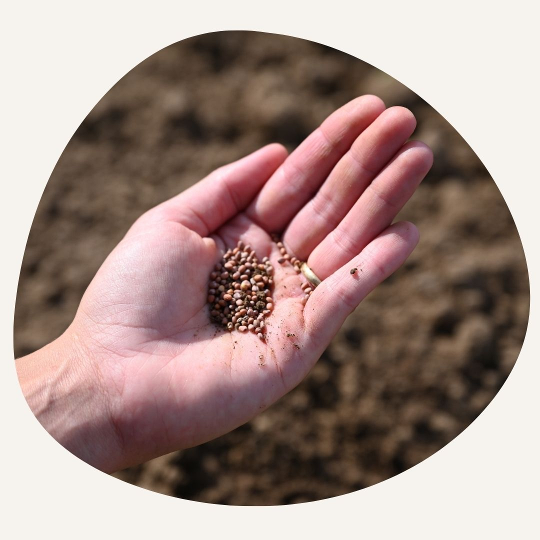 Seeds