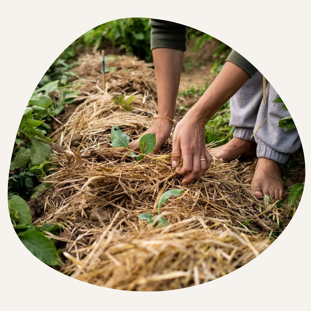 Mulching