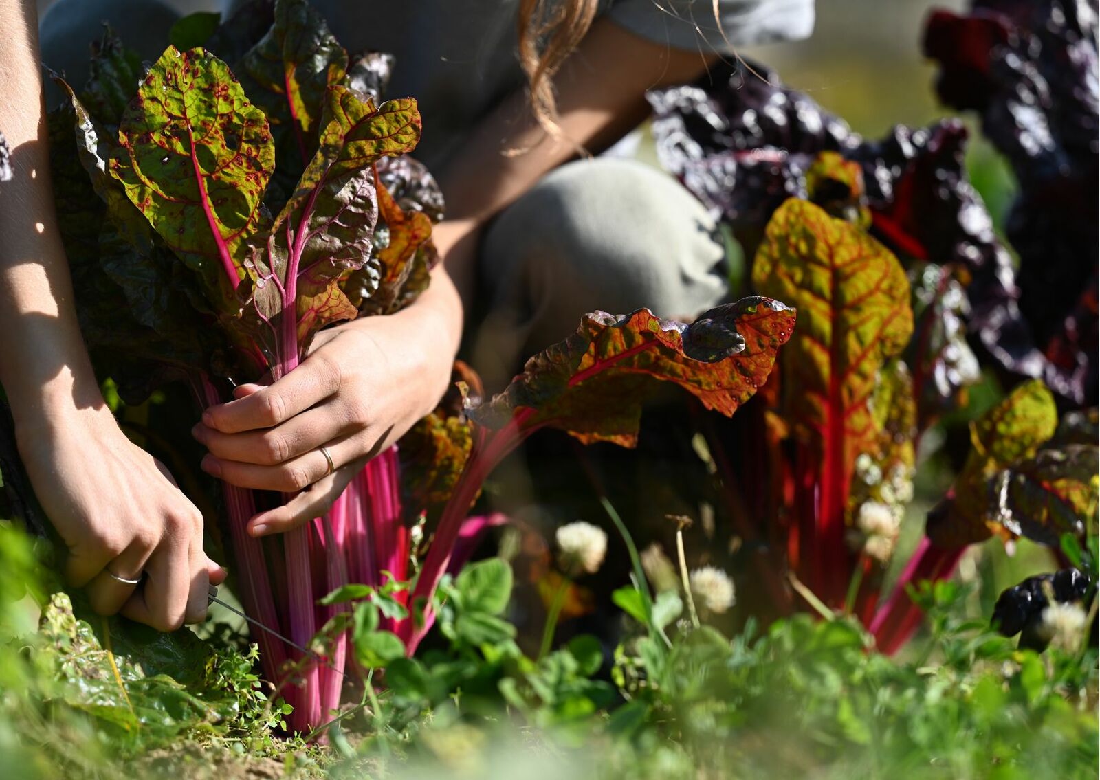 Swiss chard and yield as an ecosystem service