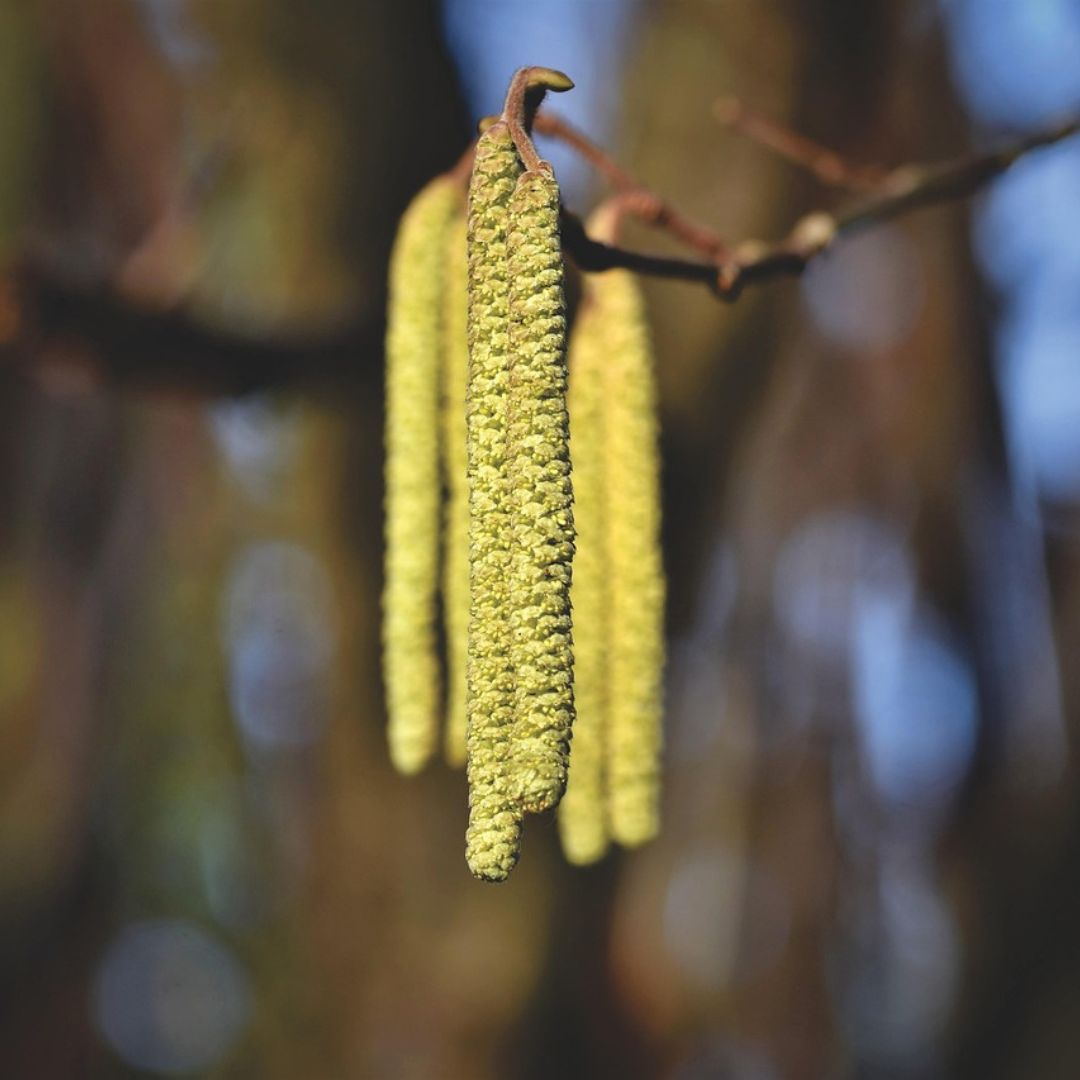 haselnussblüte