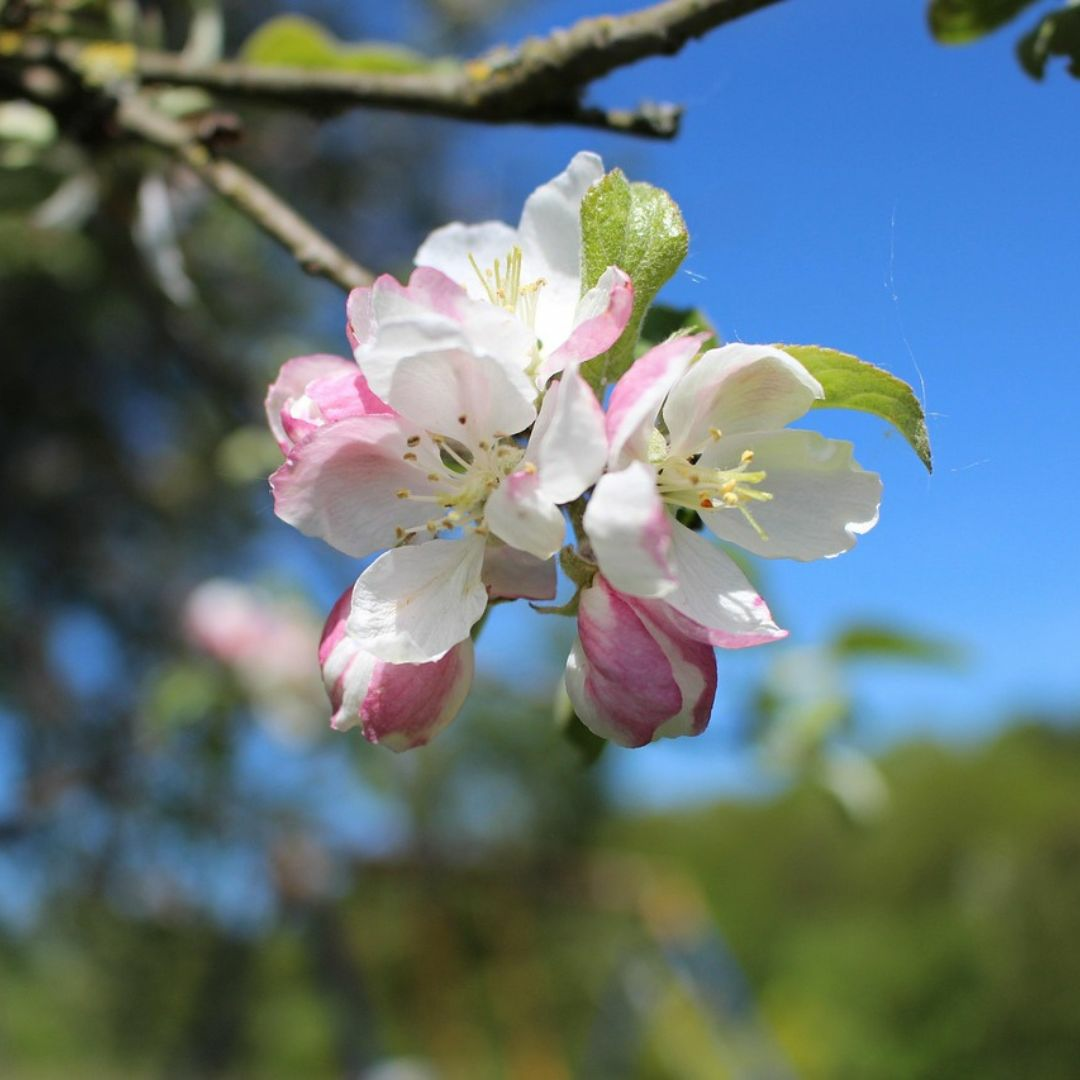 apfelblüte