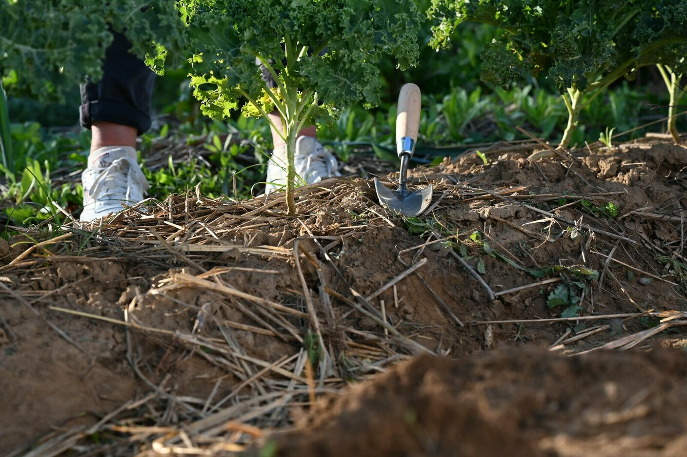 Gardening With the Phenological Seasons: Tips for Gardening