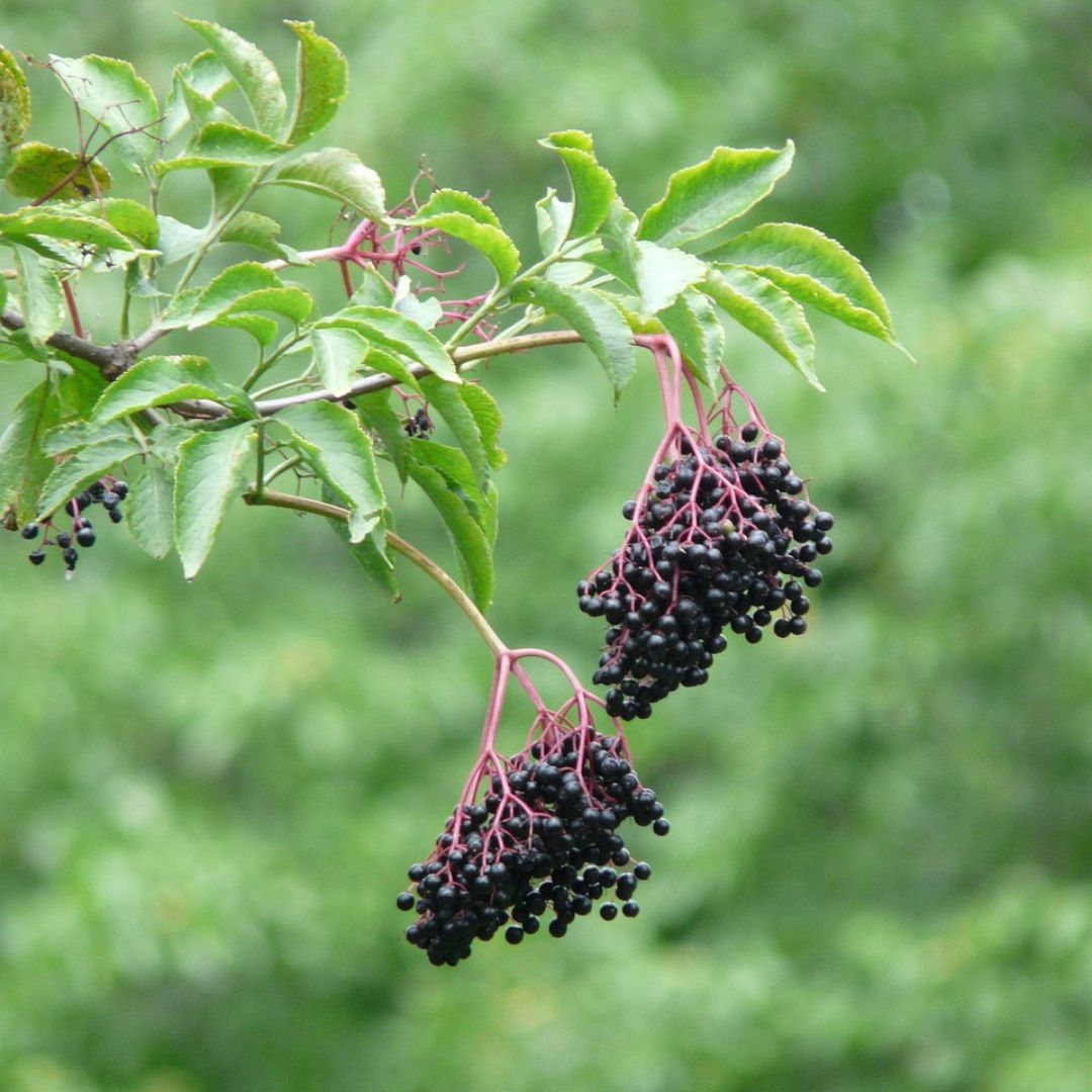 holunder beeren