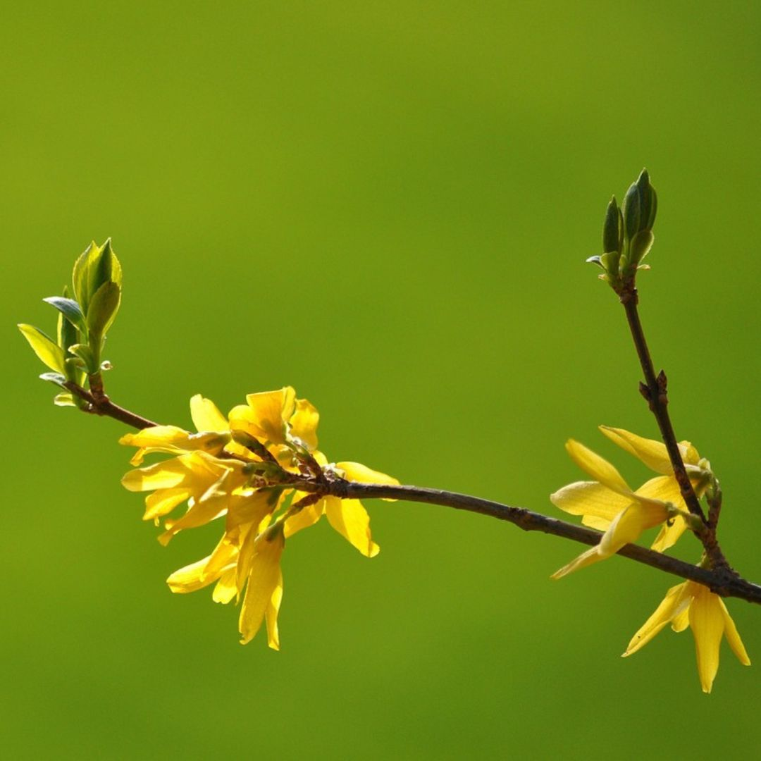 forsytieblüte