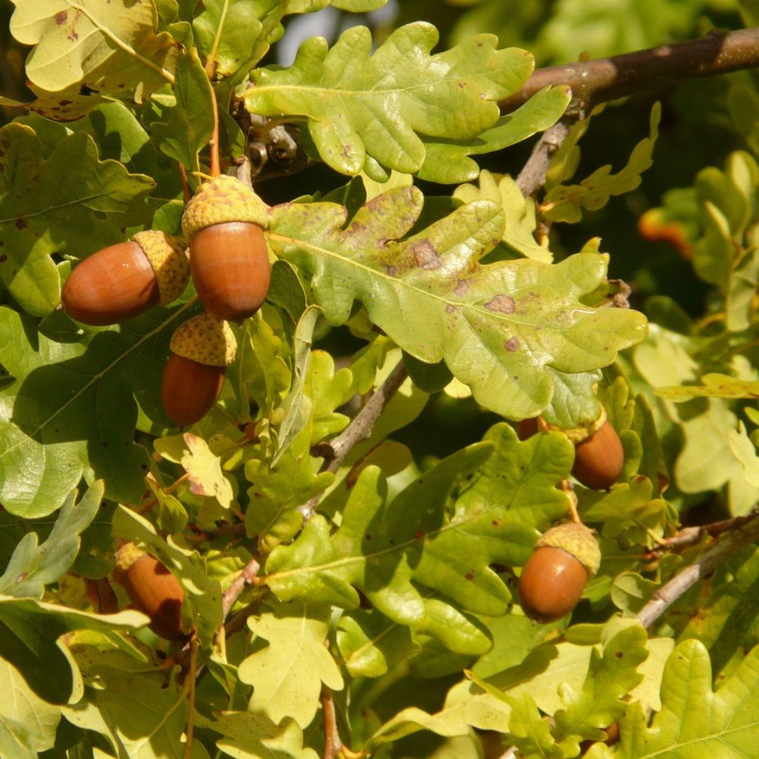 stiehl eiche früchte