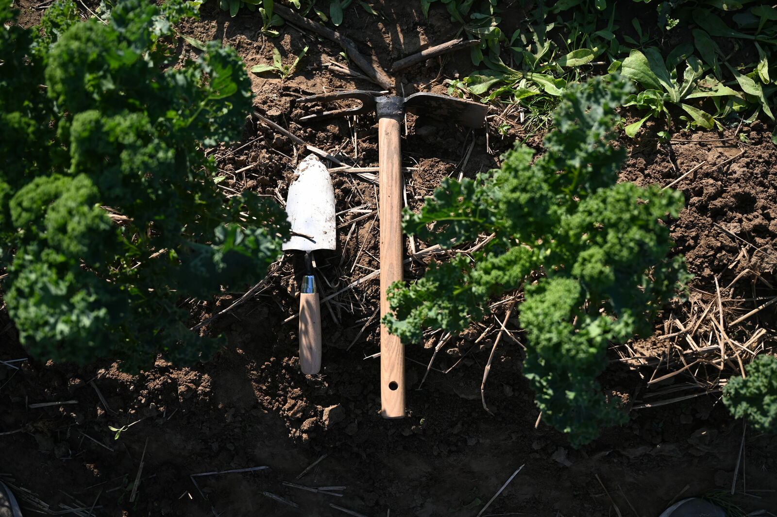 gartenarbeit nach der phänologie