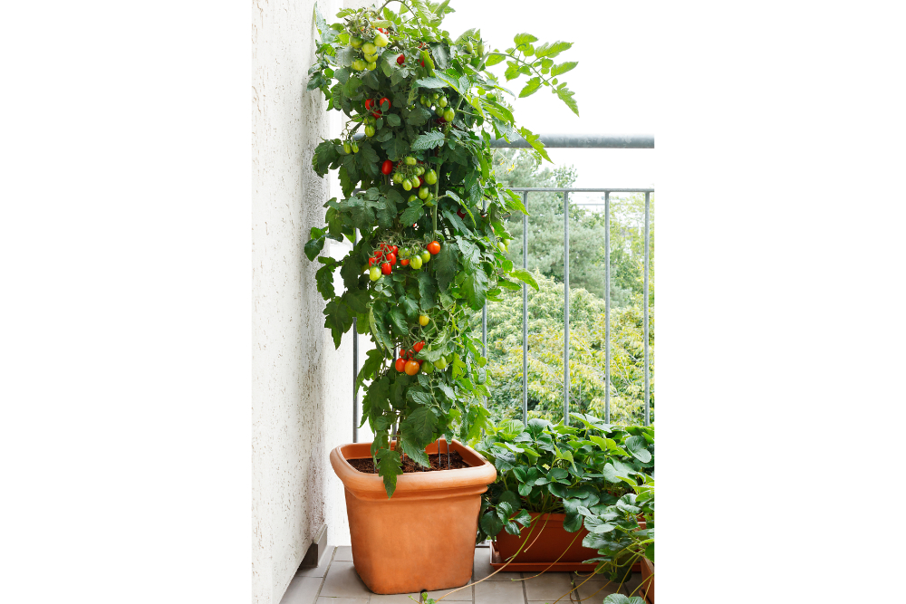 tomate in Topf auf Balkon