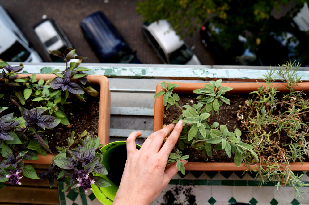 Herbs in a balcony box
