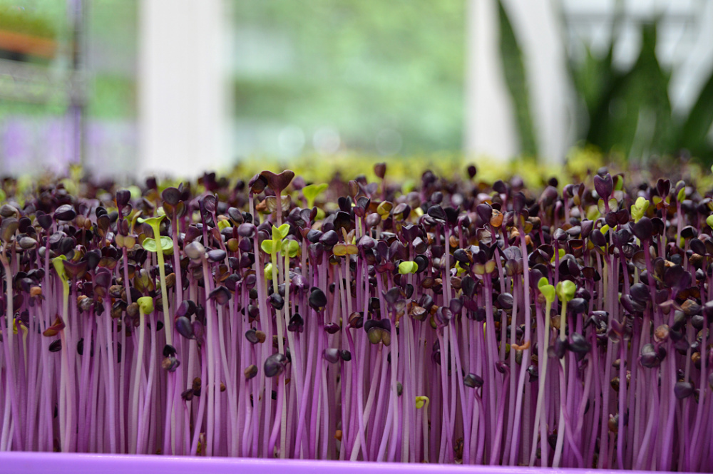 microgreens on windowsill