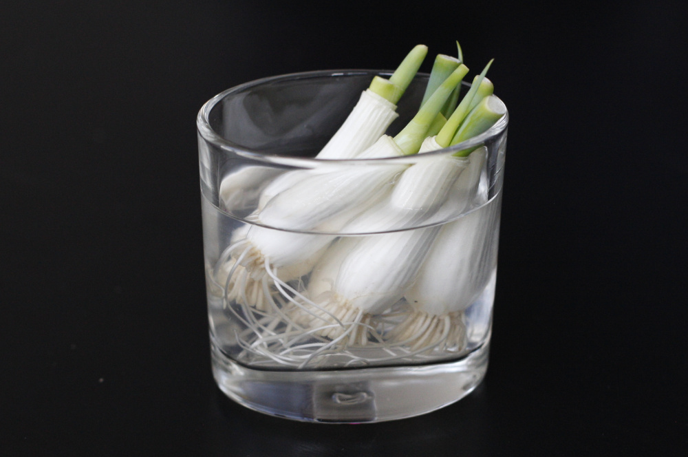 Spring onion regrown in glass