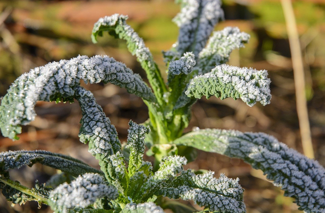 Kohl überwintert im Beet