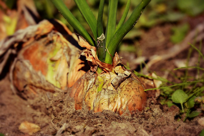 Dein Gartenboden: Alles, was du wissen musst