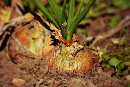 Your Garden Soil: Everything You Need to Know