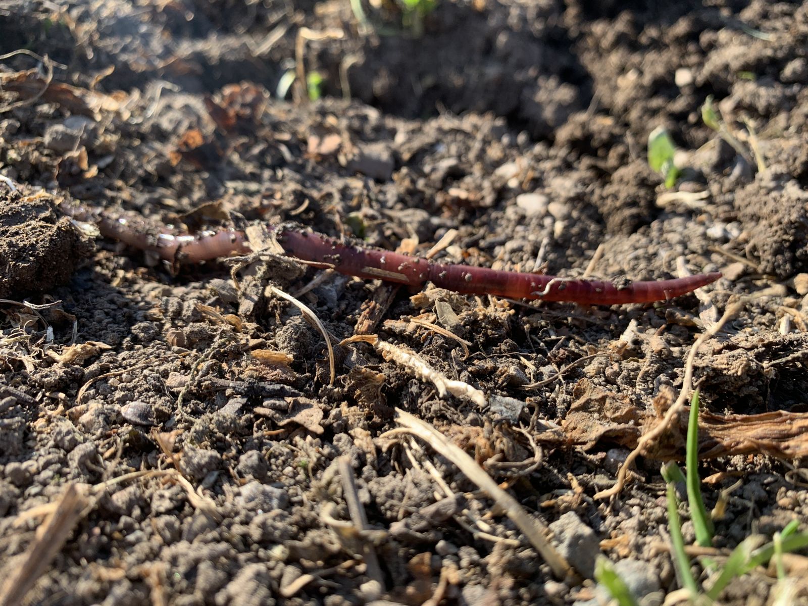 Earthworm