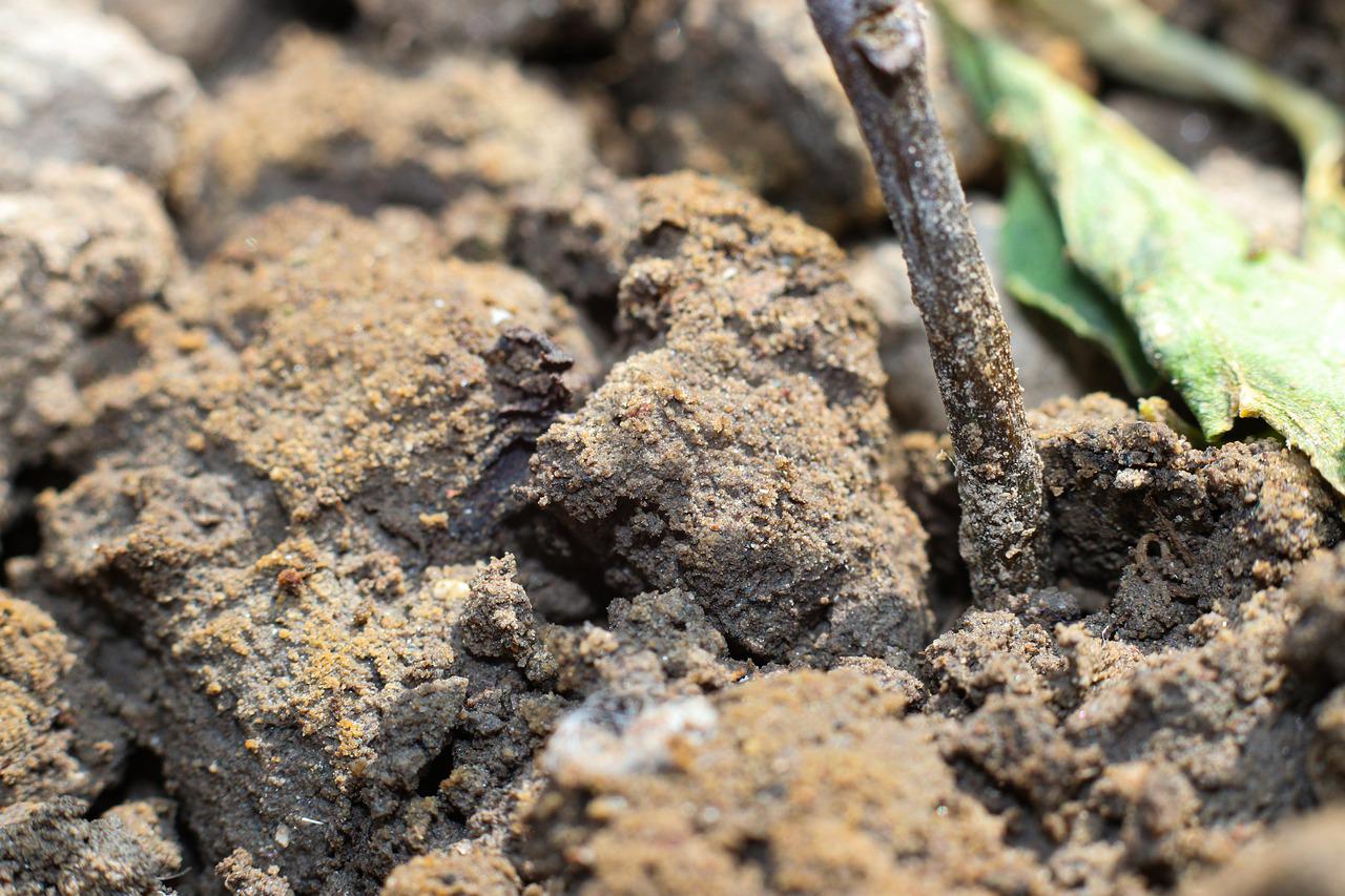 Garden soil close-up 