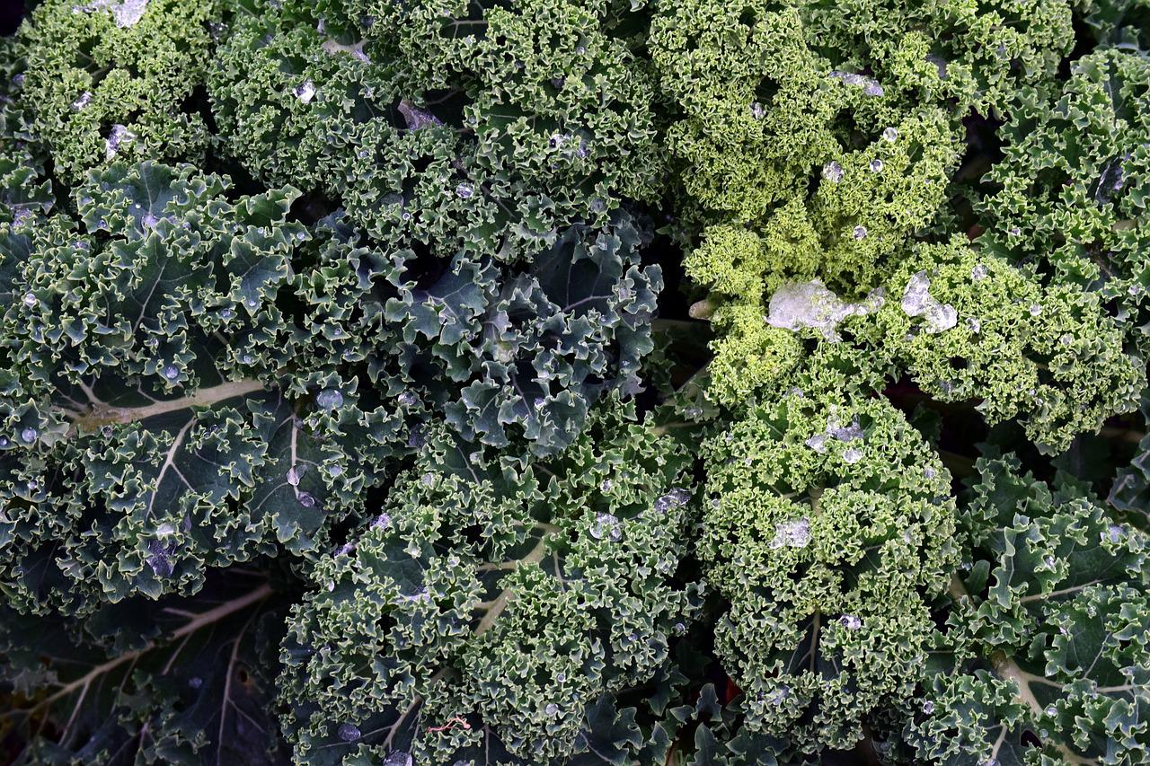 Kale in the frost