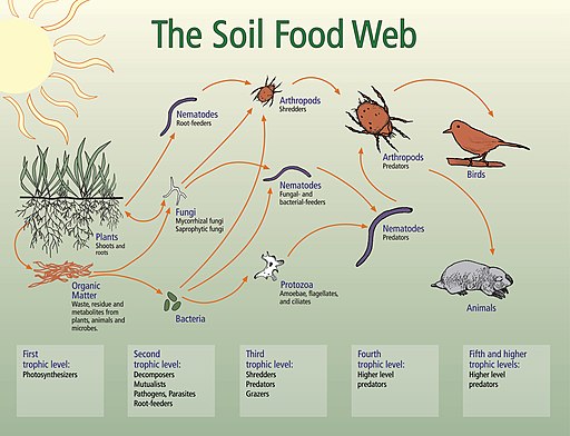 Soil food net from the plant to the mole