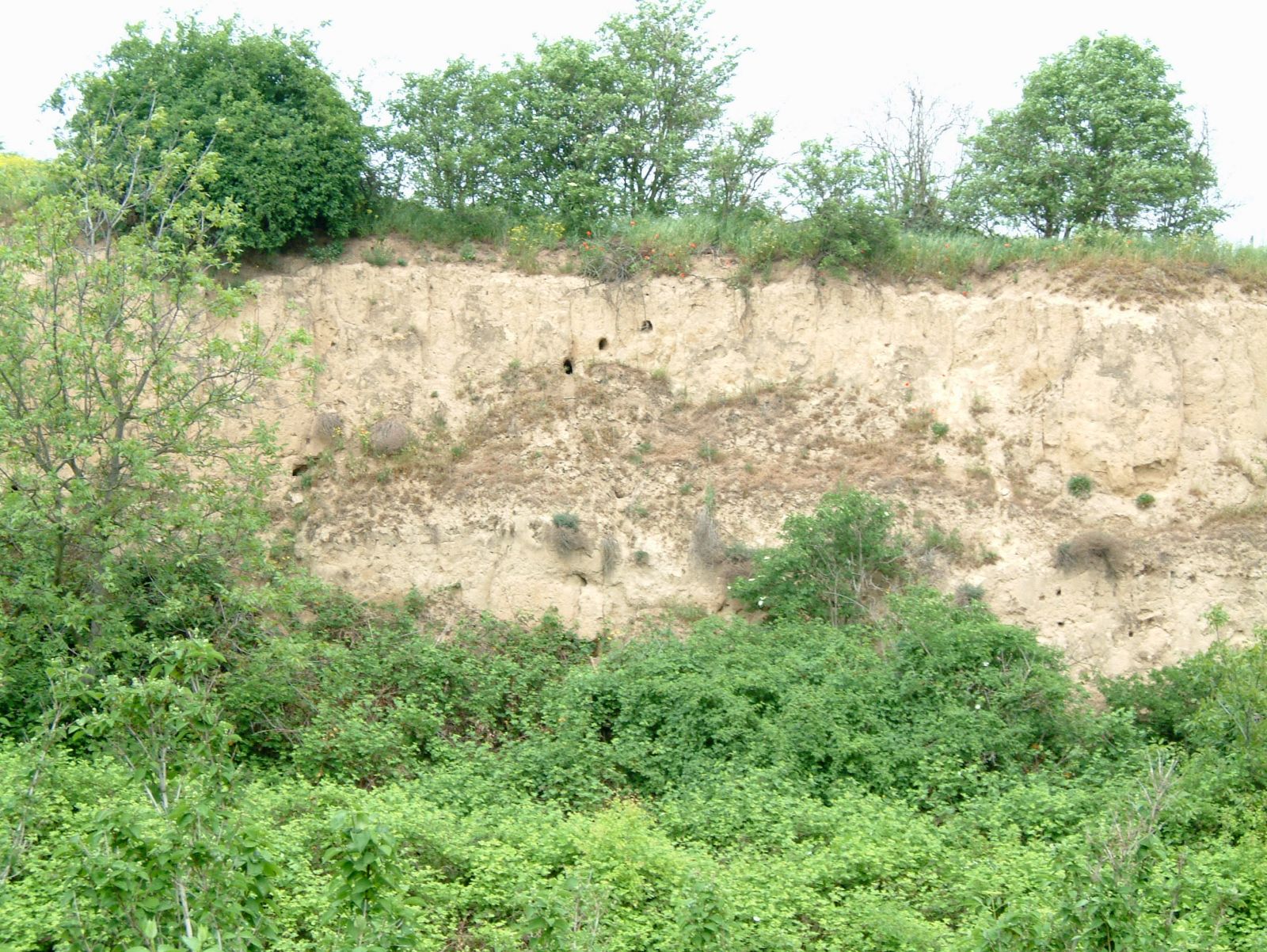 Lösswand mit Ansicht auf Bodenhorizonte in der Pfalz