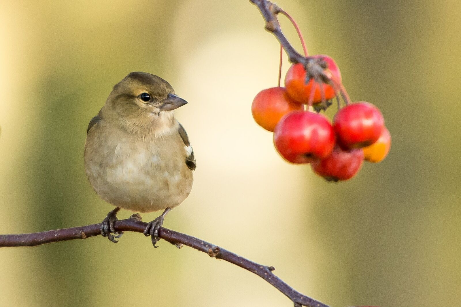 Bird Friendly Garden: Design Ideas & Plants
