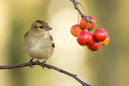 Bird friendly garden: Design ideas