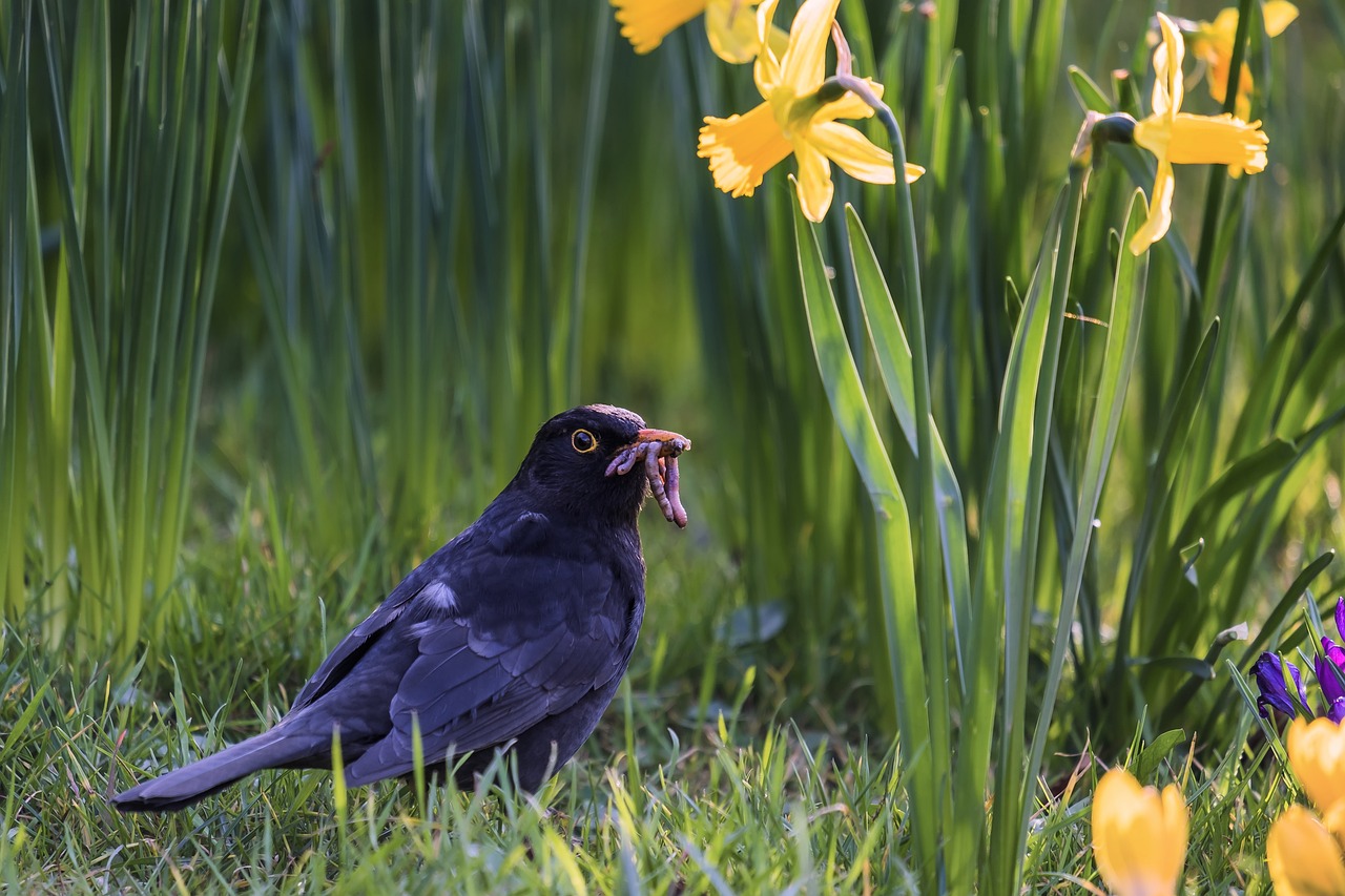 Amsel mit Regenwurm als Futter