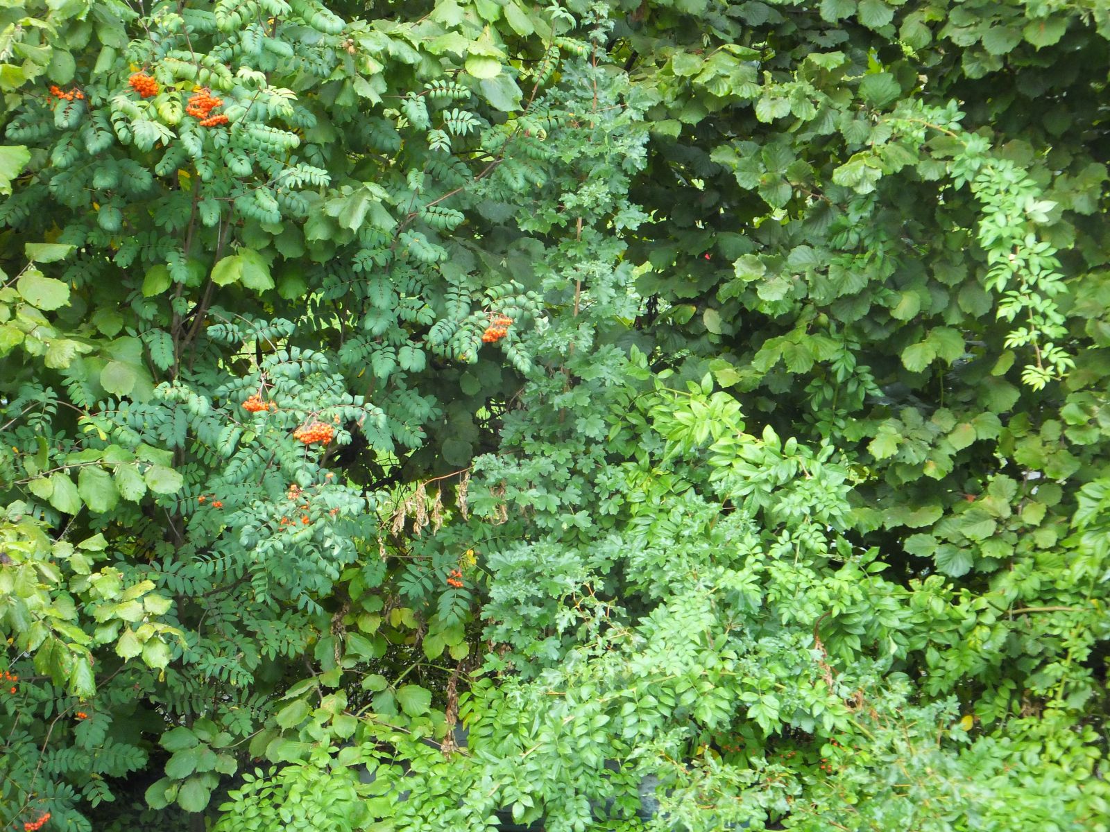 Bird friendly garden bush 