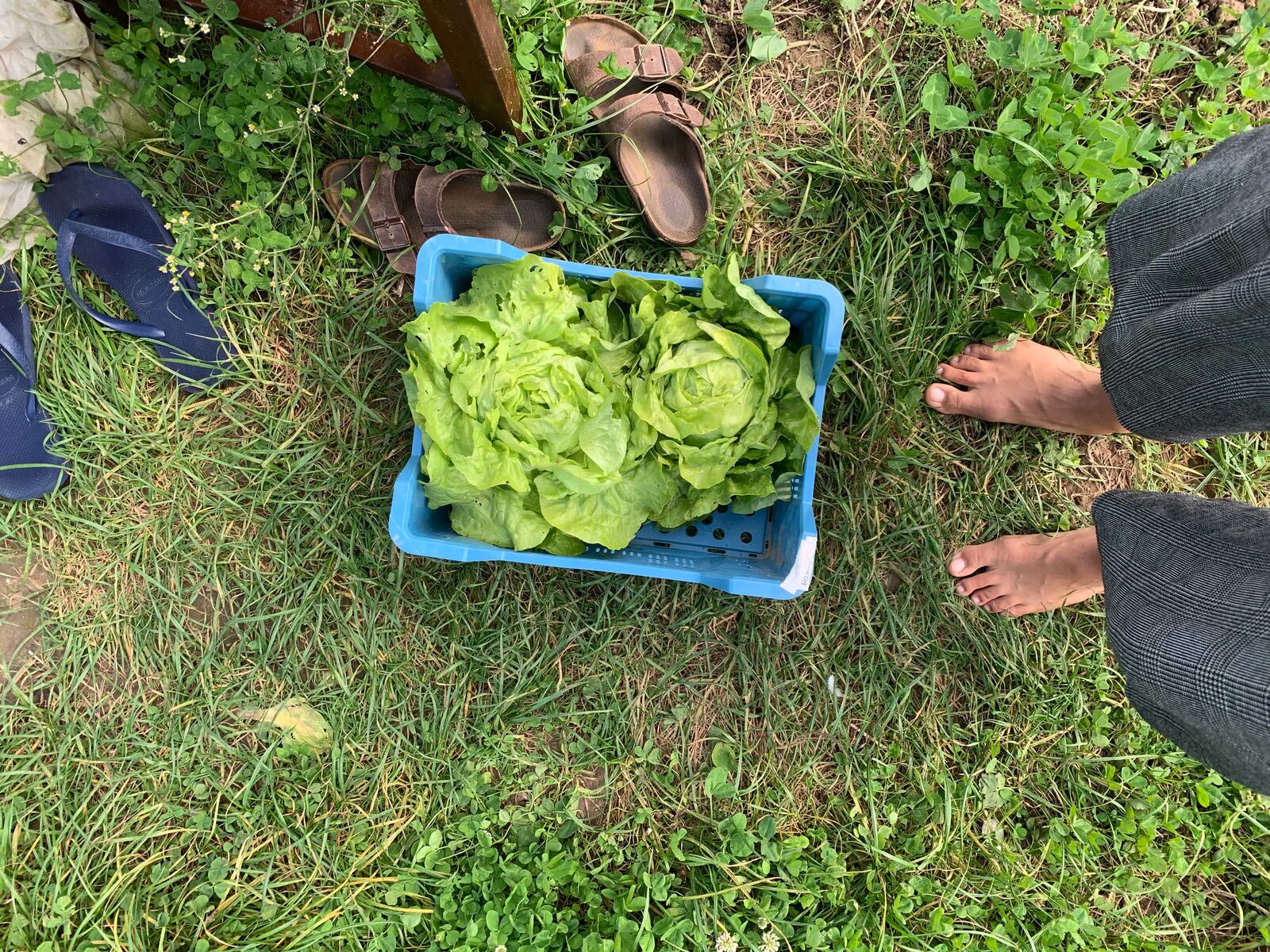 climate proof garden with mixed culture