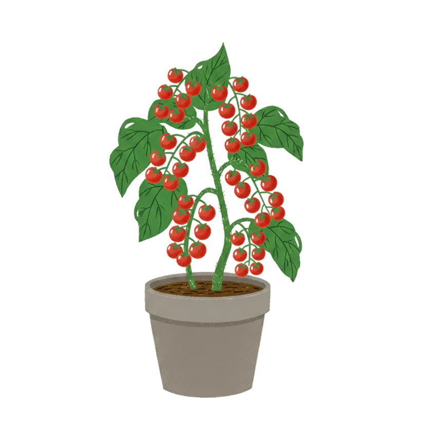 Tomato plant during drought 