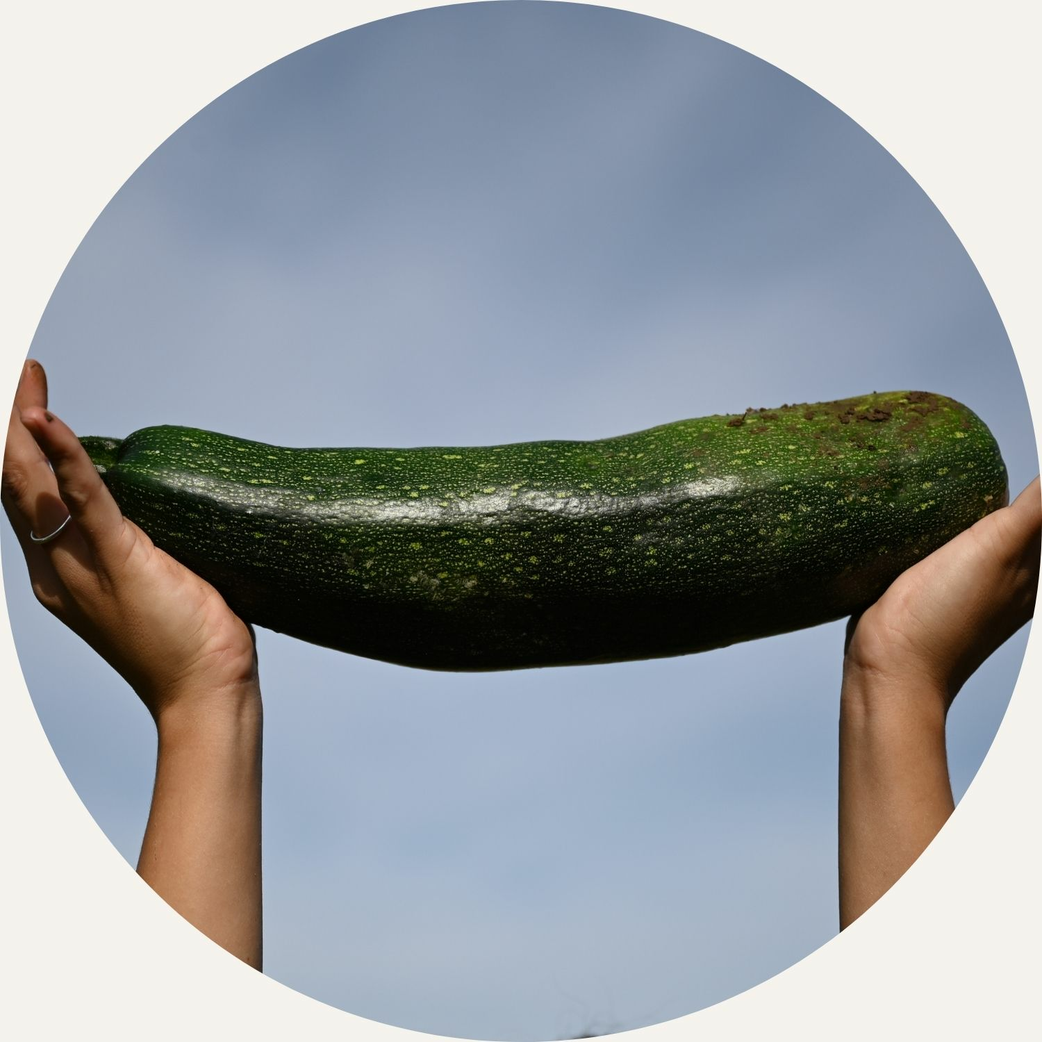 Harvested courgette in dry conditions 