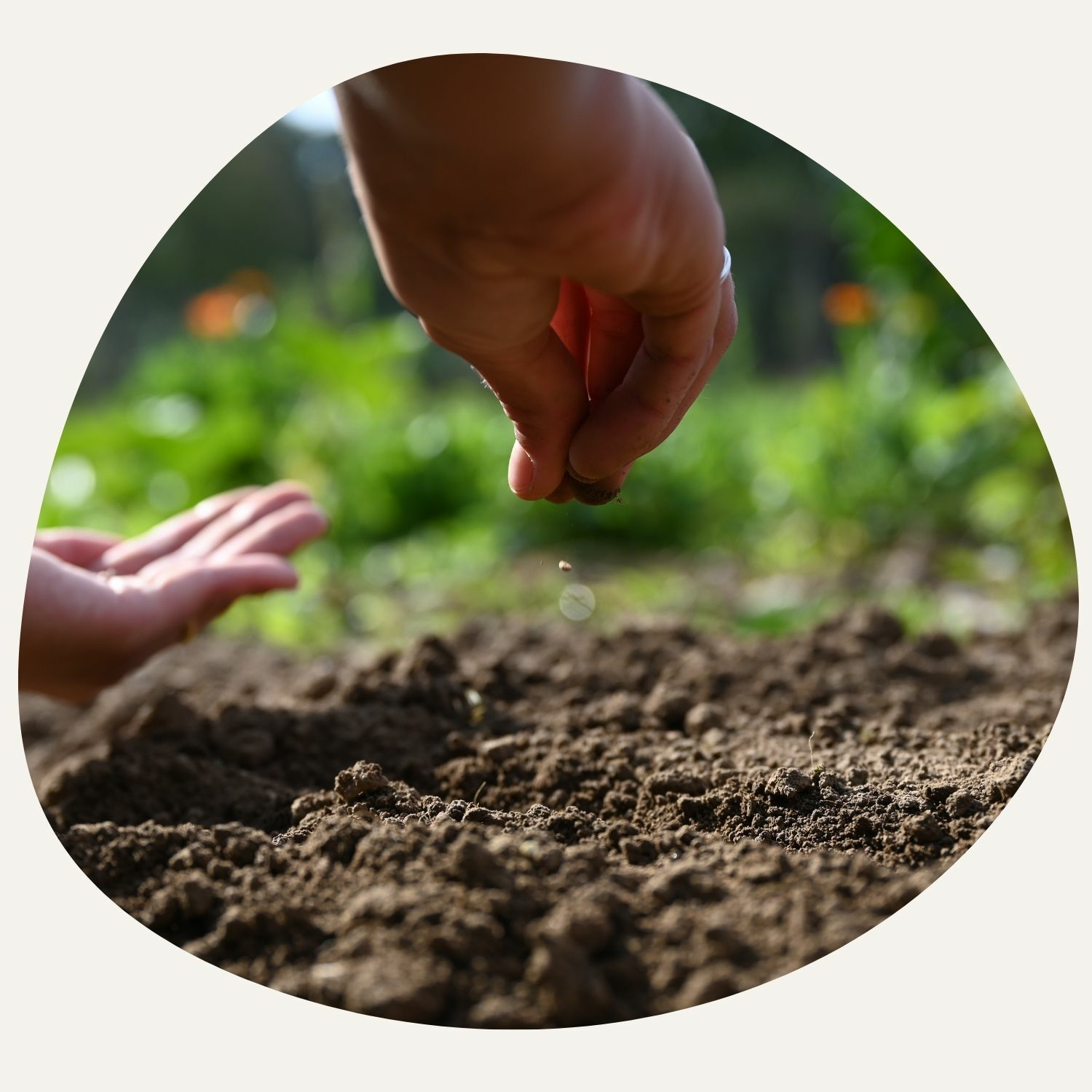 Seed sowing for better harvests