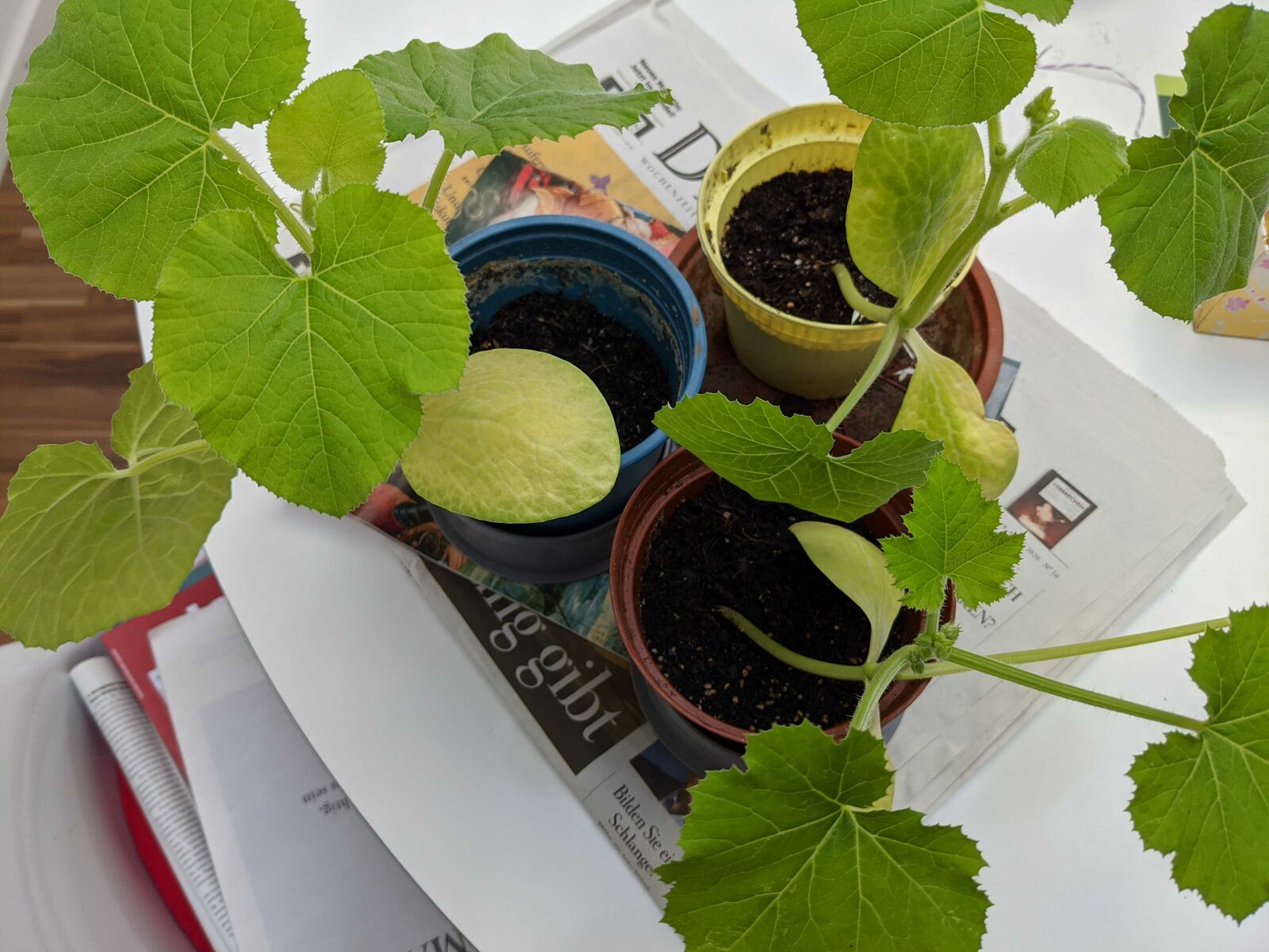 Repotting pumpkin seedlings