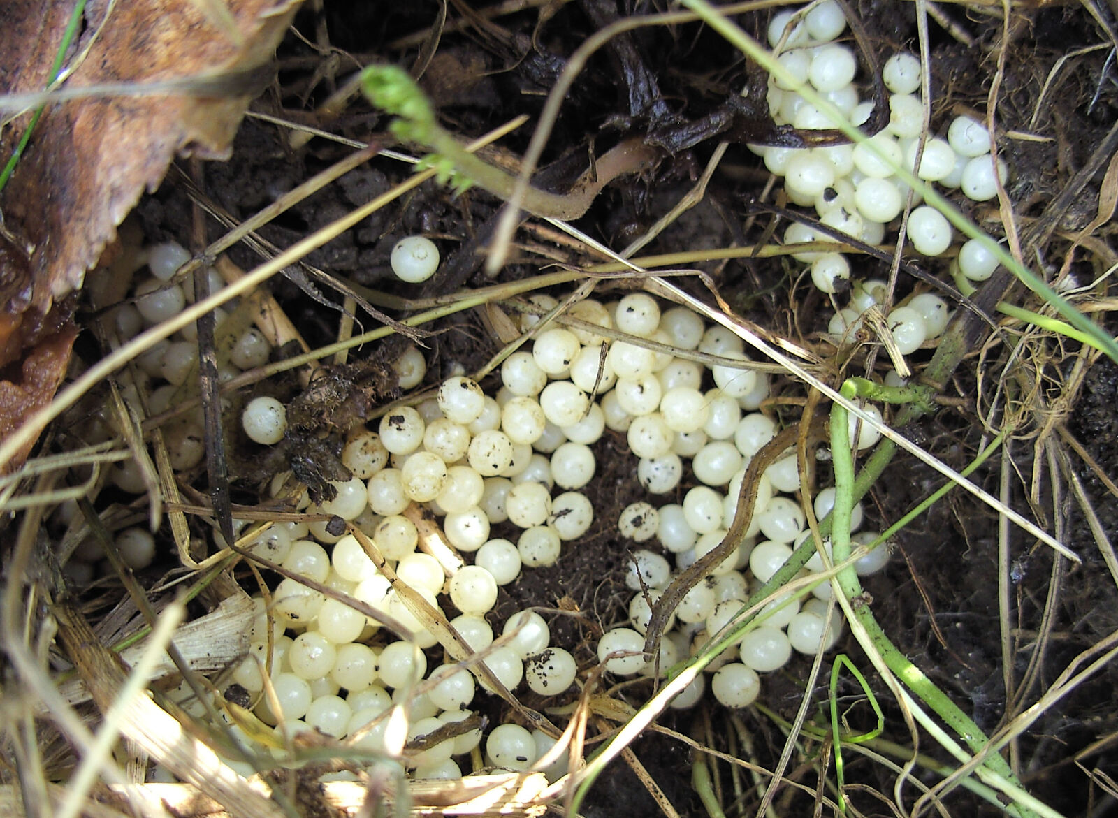 Snail nests should be removed in April