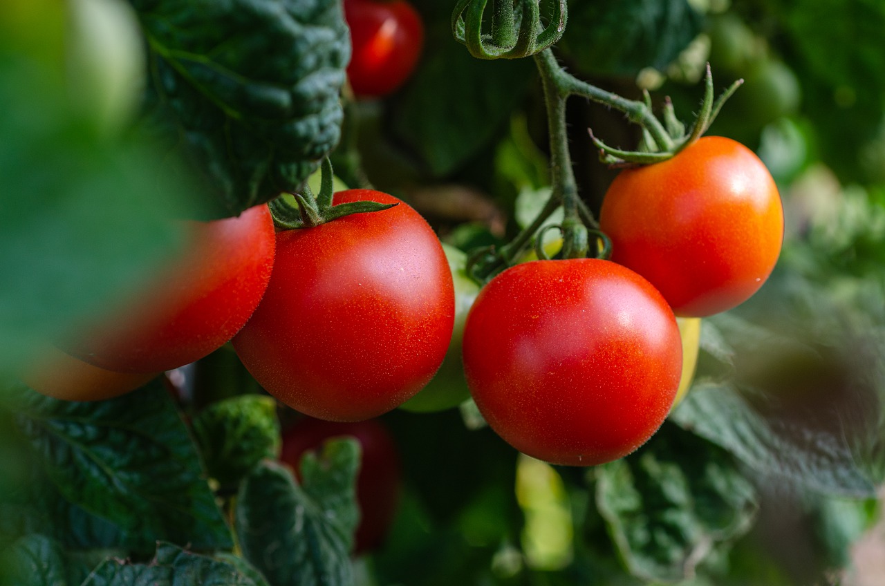Ripe tomatoes on the plant