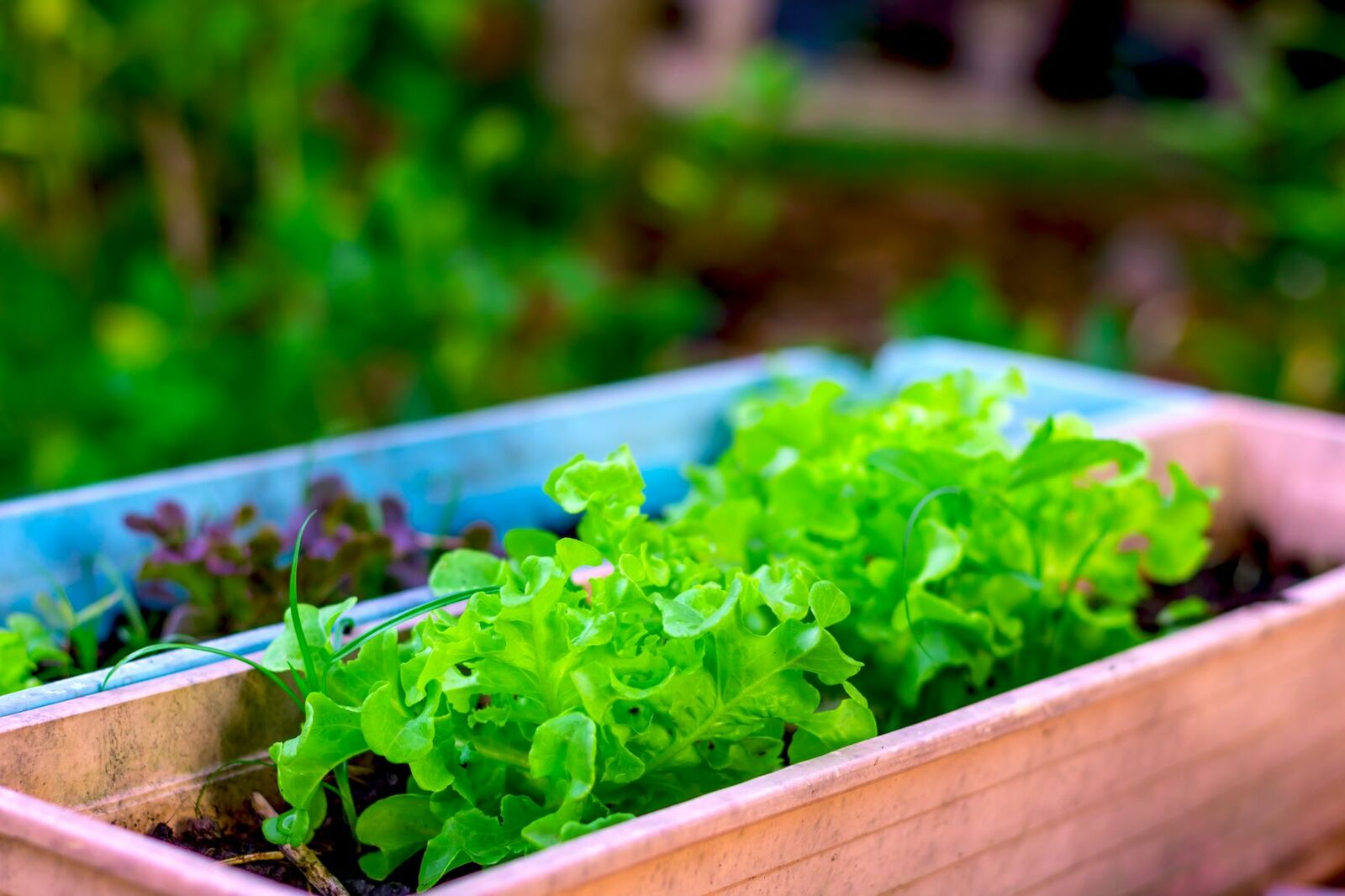 Freshly sown and sprouting lettuce