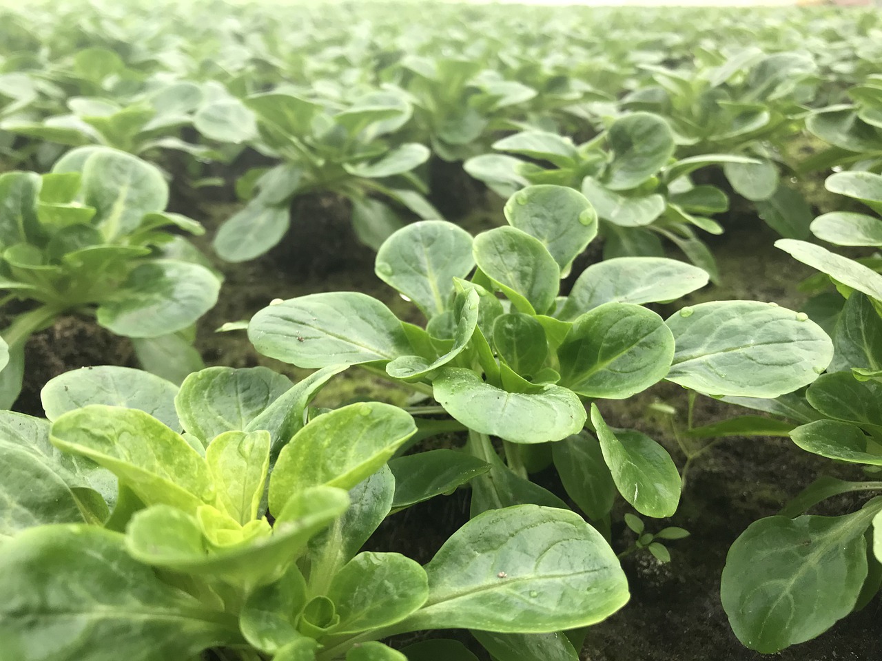 Lamb's lettuce in the bed