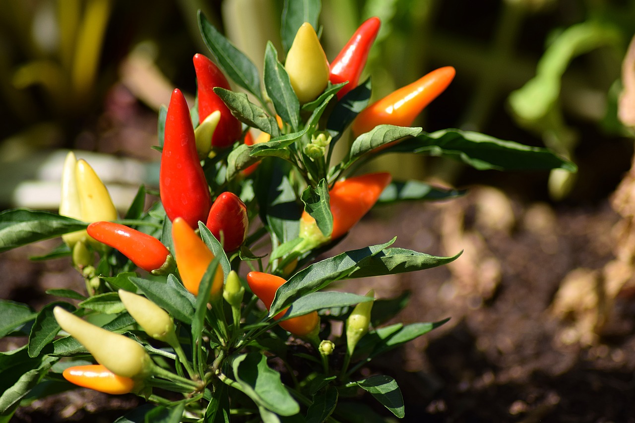 Erntereife Paprika und Chilis