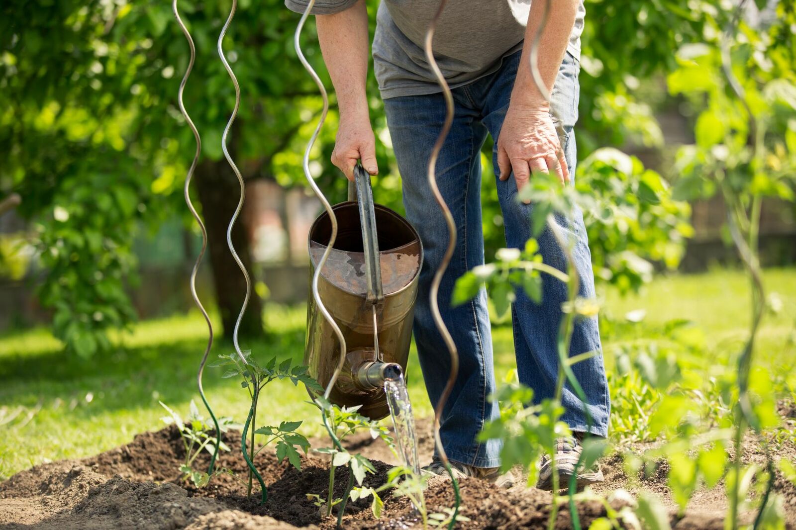 Watering plants in august