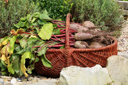 Gartenarbeiten im August: Aussaaten & Pflege