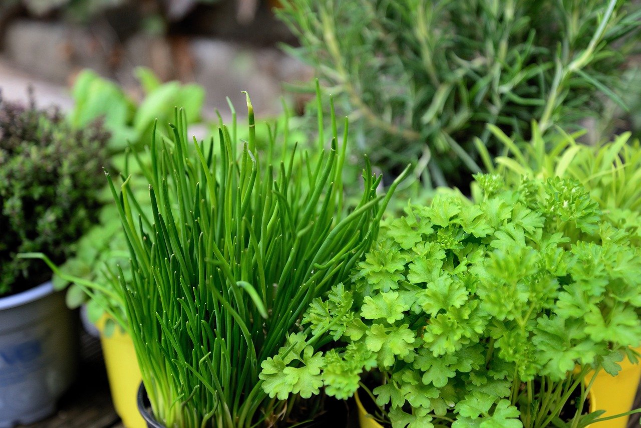 Potted herbs on the windowsill