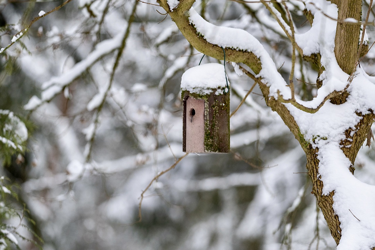 Nistkasten im Winter