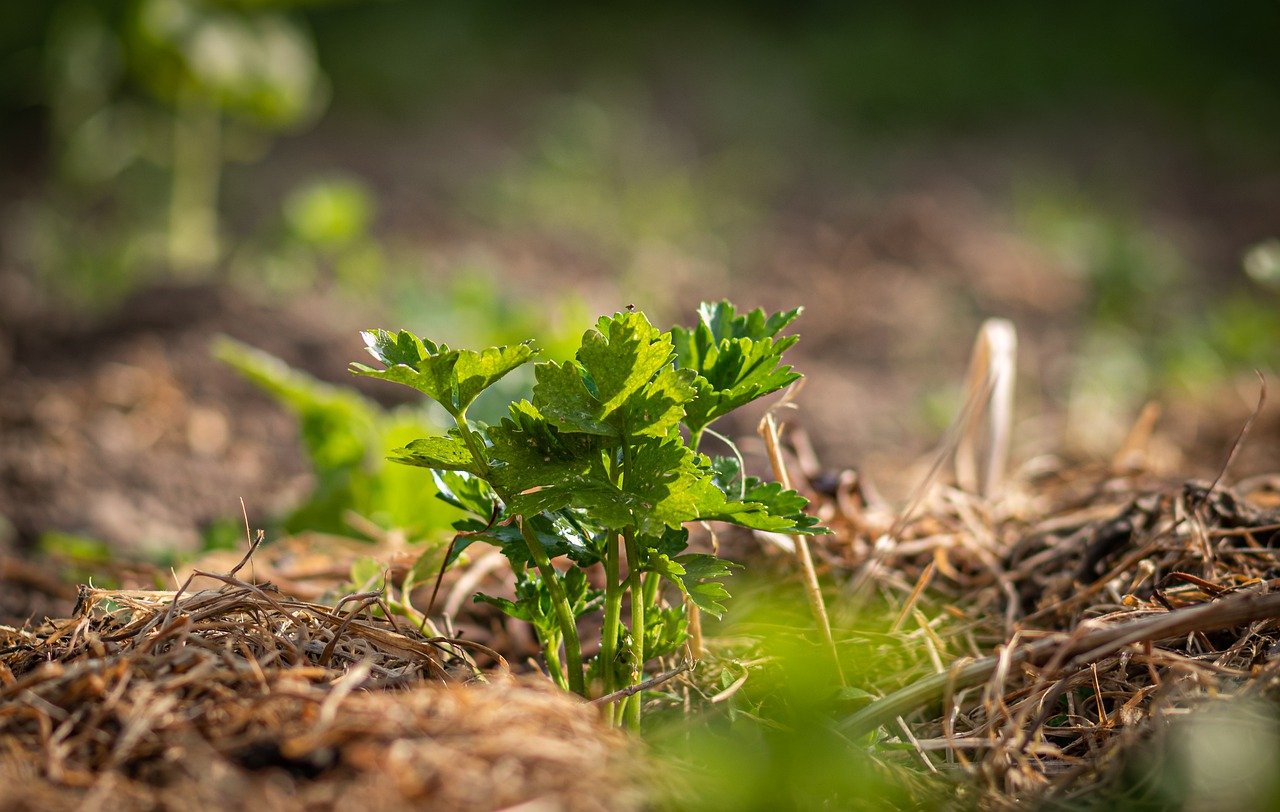 Mulched bed with straw