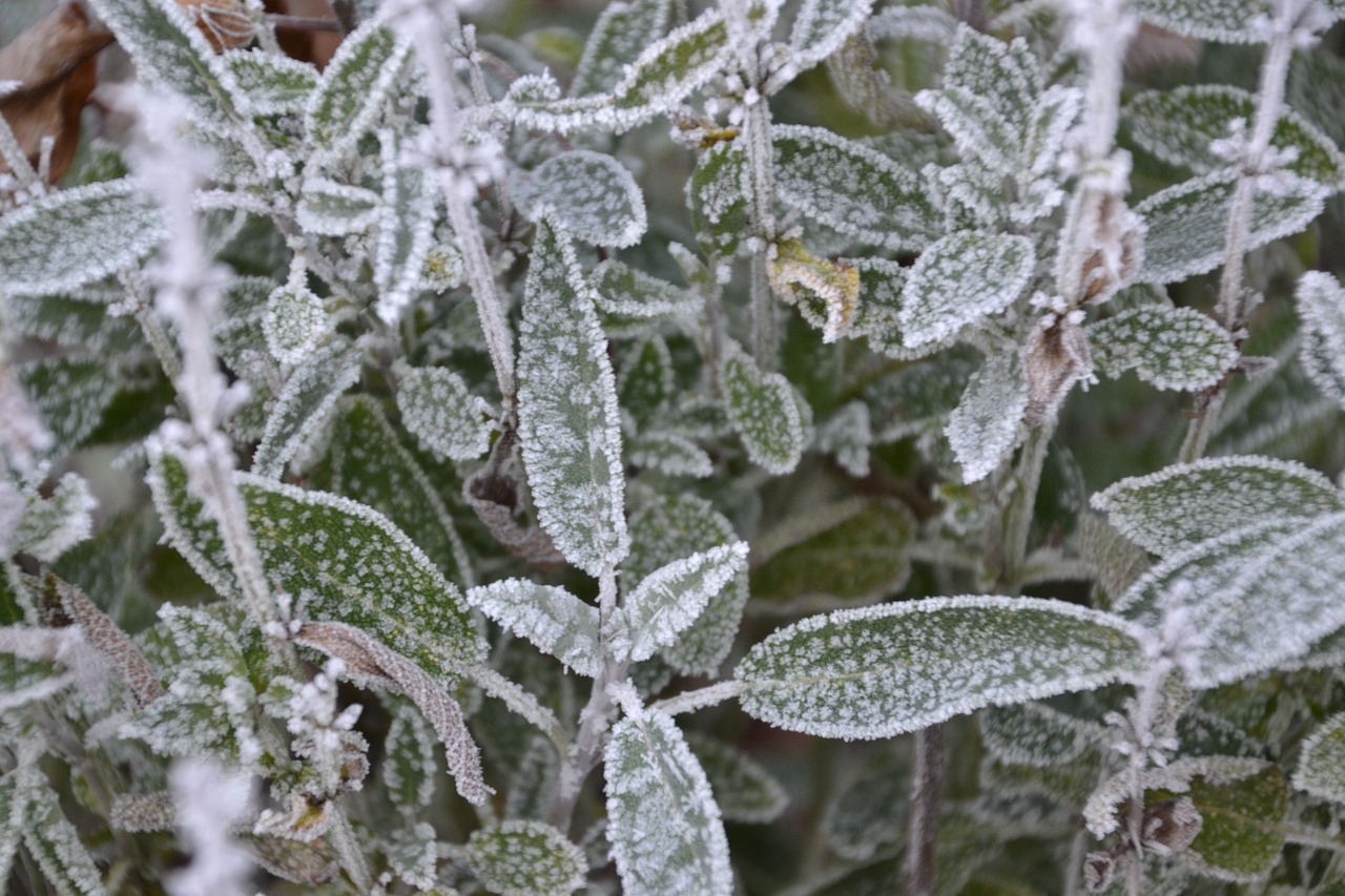 Ladybug on sage plant