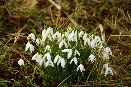 Gartenarbeit im Februar: Das gibt es zu tun