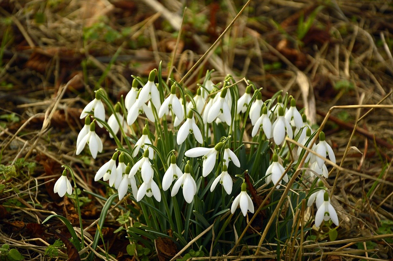 Gardening in February: What to Do