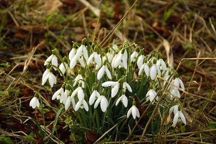 Gartenarbeit im Februar: Das gibt es zu tun