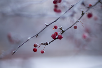 Vegetable garden in January: how you can prepare yourself