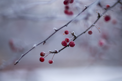 Vegetable Garden in January: How You Can Prepare Yourself