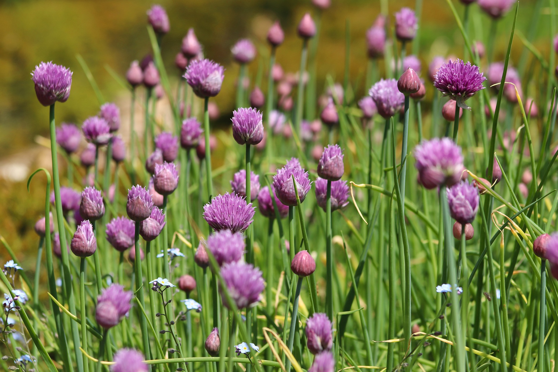 Chives flower