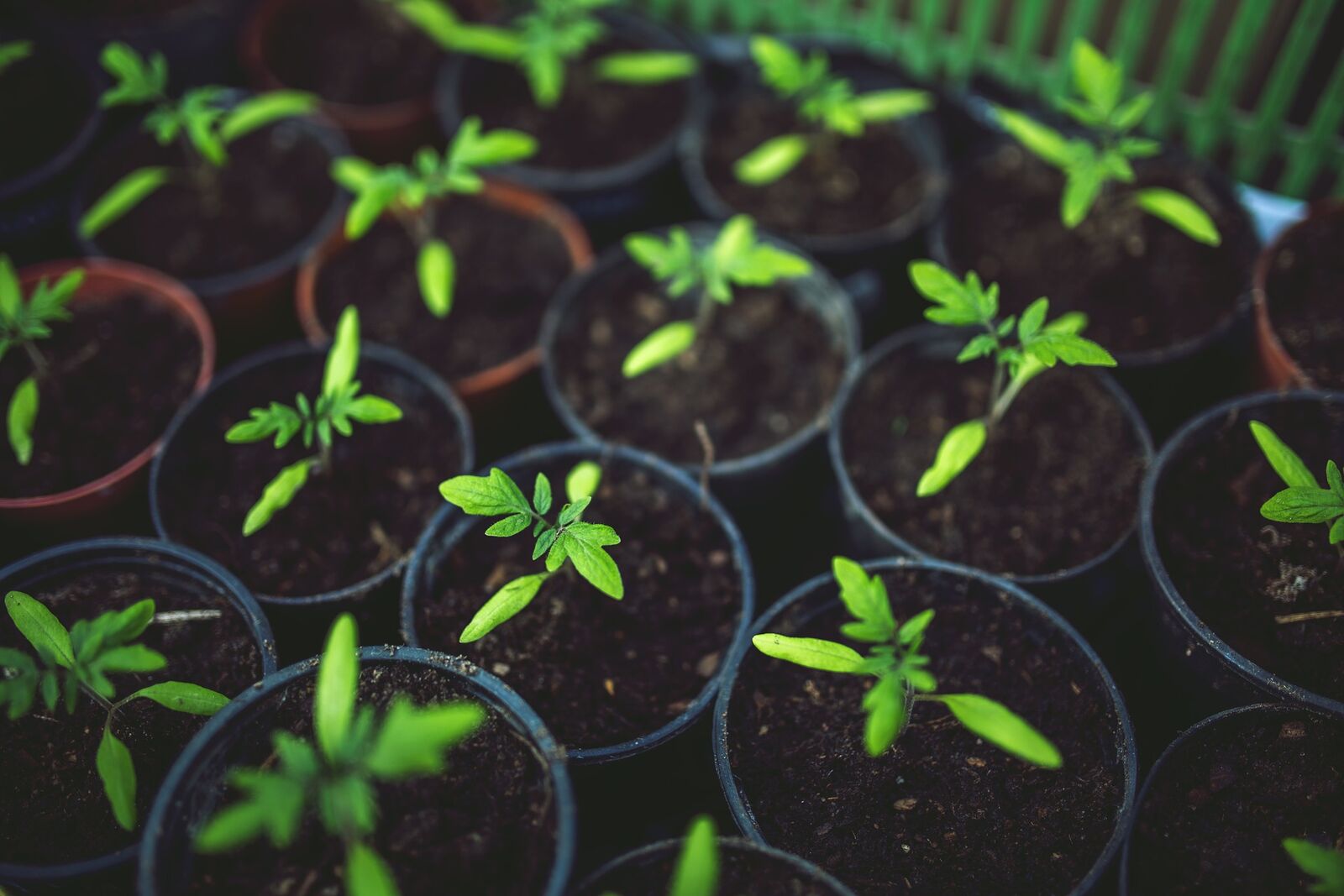 Tomato seedlings