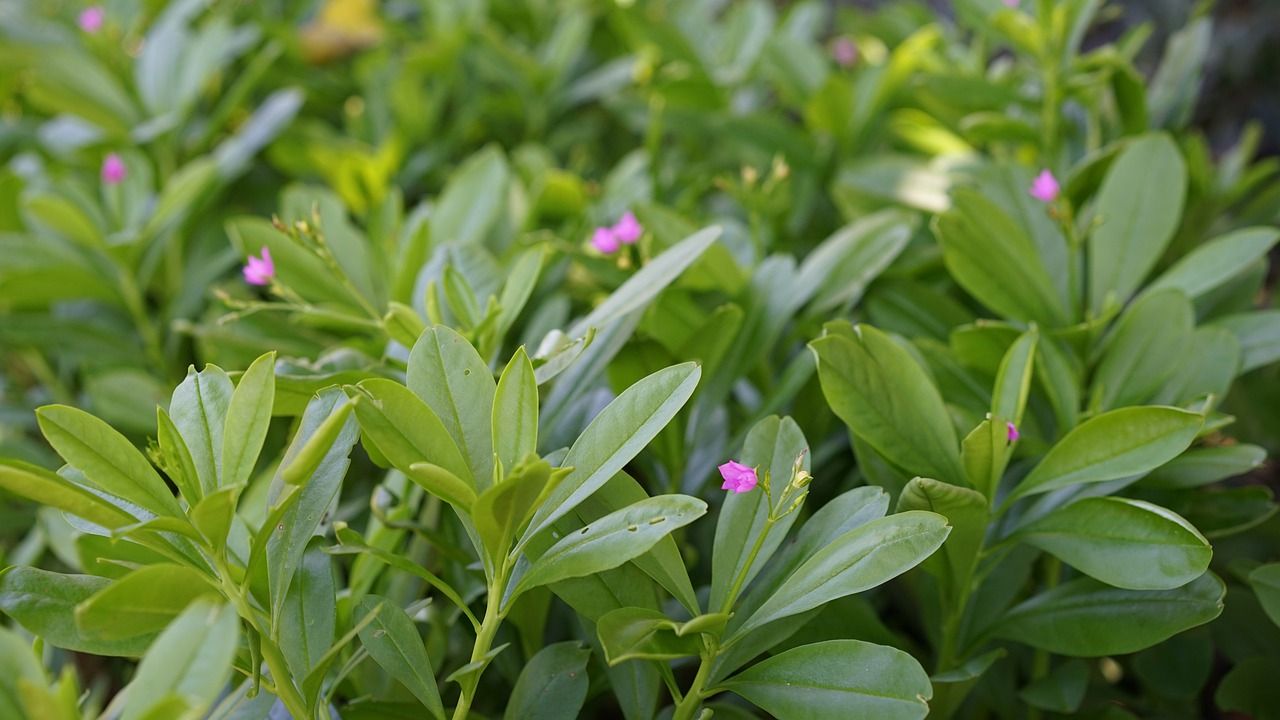 Blooming water spinach in July
